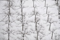 02_Platanen-DSC63322T